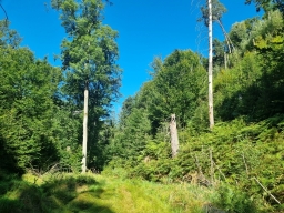 Mixed forest